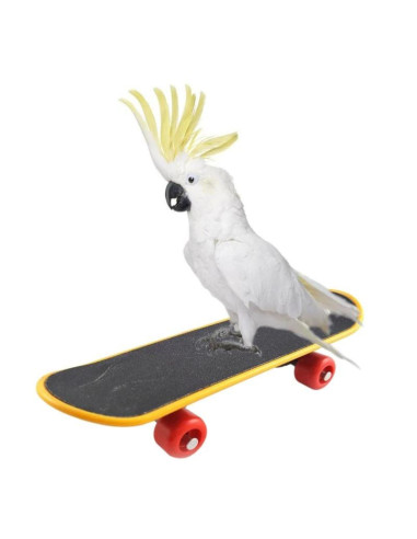 Skateboard perroquet cielterre-commerce